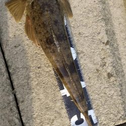 チニングしてたはずなのに……