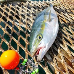 アジ沸きまくりでメジロ