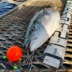 アジ沸きまくりで飲ませ瞬殺