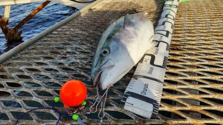 アジ沸きまくりで飲ませ瞬殺