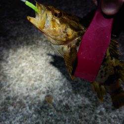 メバルプラッキング