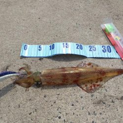 今週もヤリイカ