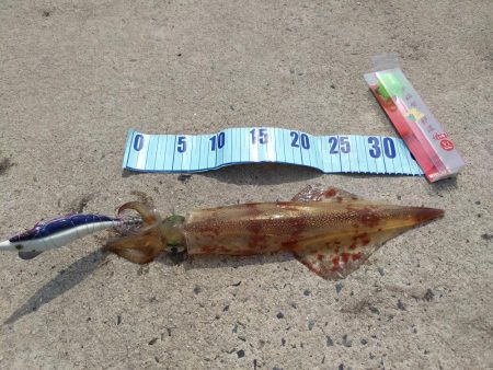 今週もヤリイカ