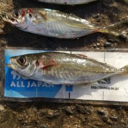 アジが釣れました。