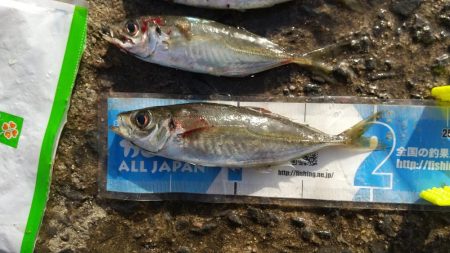 アジが釣れました。