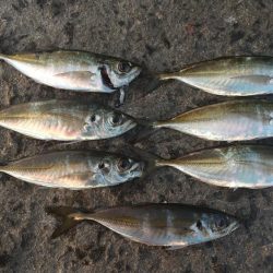 アジを釣りに
