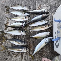 デカ鯵爆釣果！記録更新！