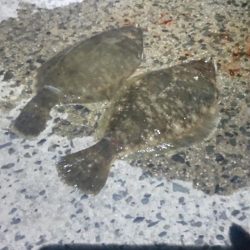 夜に釣れるとは…