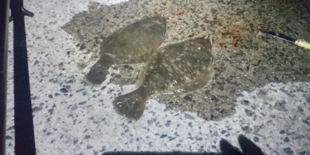 夜に釣れるとは…