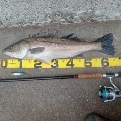 プチsalt water game