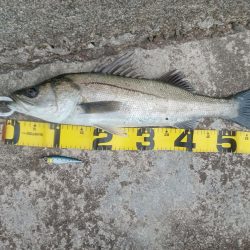 プチsalt water game