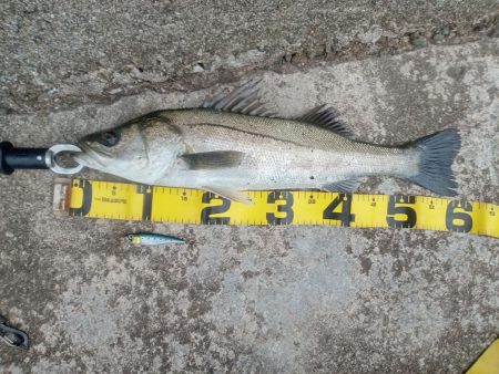 プチsalt water game