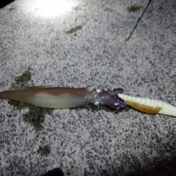 コウイカヤリイカ