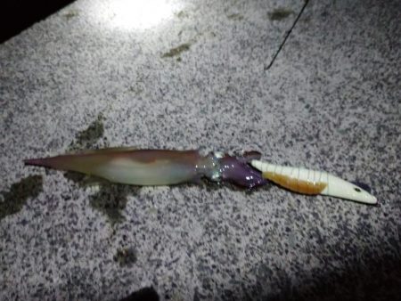 コウイカヤリイカ