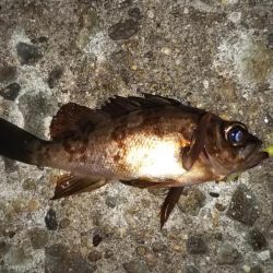 久し振りに遊んでもらいました!