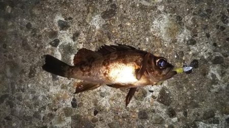 久し振りに遊んでもらいました!