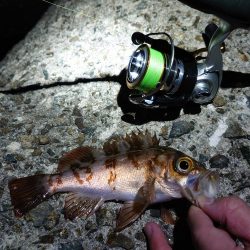 メバリング好調!