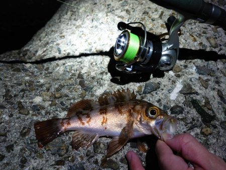 メバリング好調！