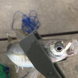 朝のアジ釣り絶好調