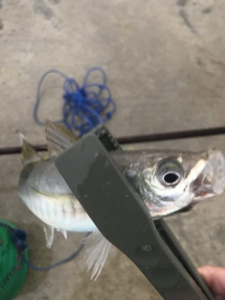 朝のアジ釣り絶好調