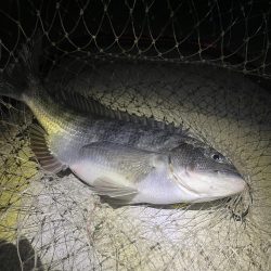 貴方でしたか…