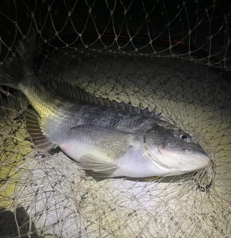 貴方でしたか…