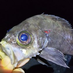 尺アジおらずも春到来