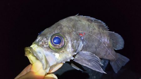 尺アジおらずも春到来