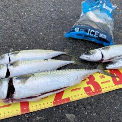 遠投サビキ釣りで大サバゲット!!