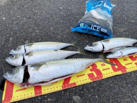 遠投サビキ釣りで大サバゲット！！