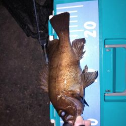 激渋メバリング