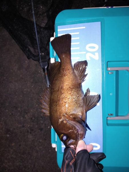 激渋メバリング