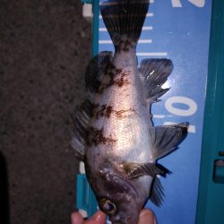 激渋メバリング