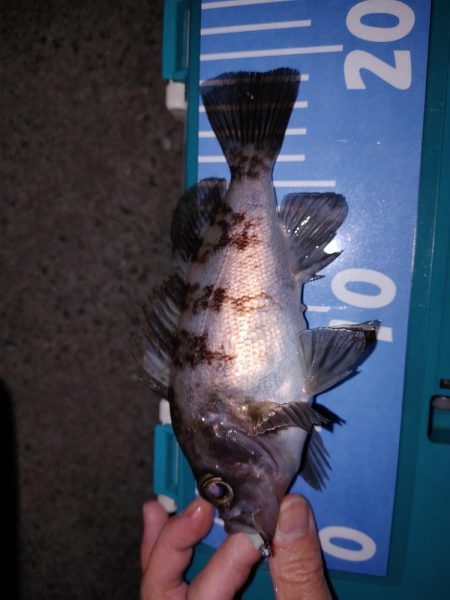 激渋メバリング