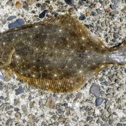 烏賊を釣りに来たのだが、何故かボトムワインドでヒラメ。