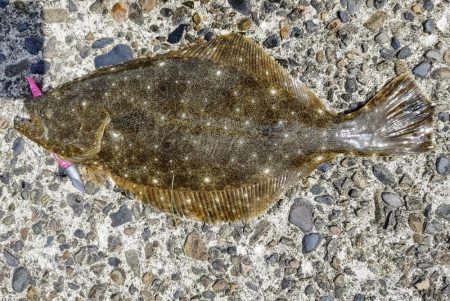 烏賊を釣りに来たのだが、何故かボトムワイン…