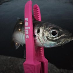 時合になれば…