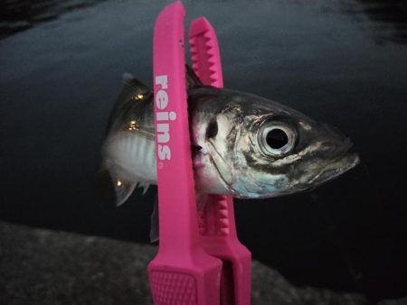 時合になれば…