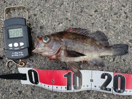 早朝メバリング