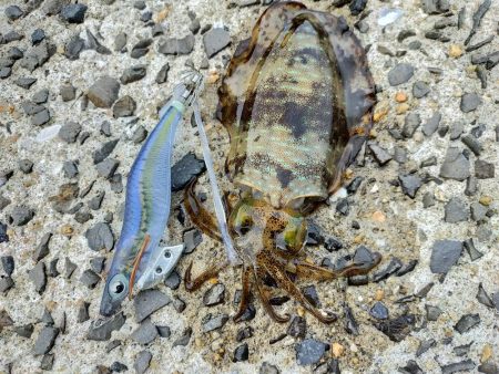 ミズイカー😁ὠ…