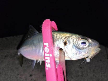 潮止まりでも関係なし