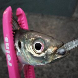 朝マズメの時合は短め…