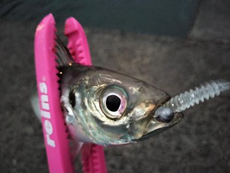 朝マズメの時合は短め…