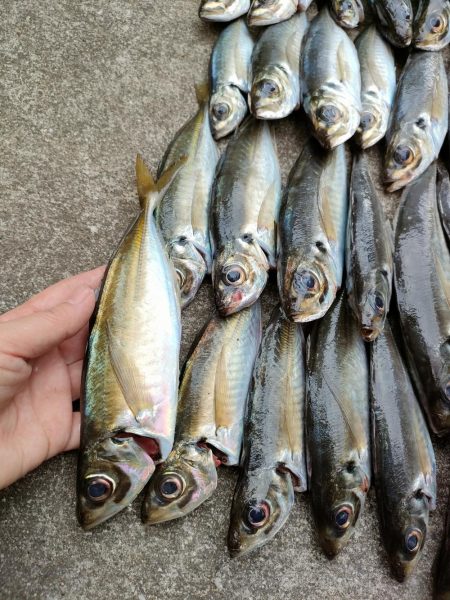 ライトアジをまる八で。