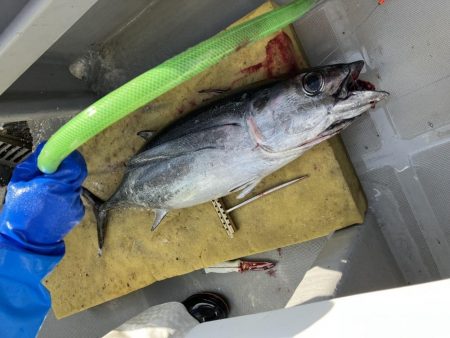 今シーズン6回目のトンジギ