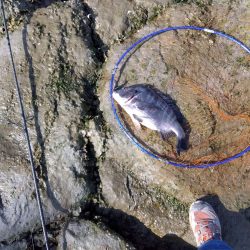 3月寒チヌ にしても雪見堂ジグスピナー凄いわ