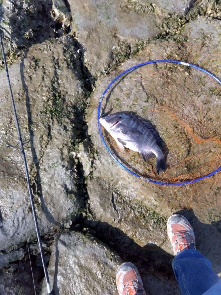 3月寒チヌ にしても雪見堂ジグスピナー凄いわ