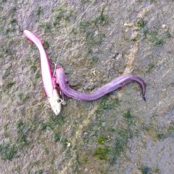 珍魚…過去最大