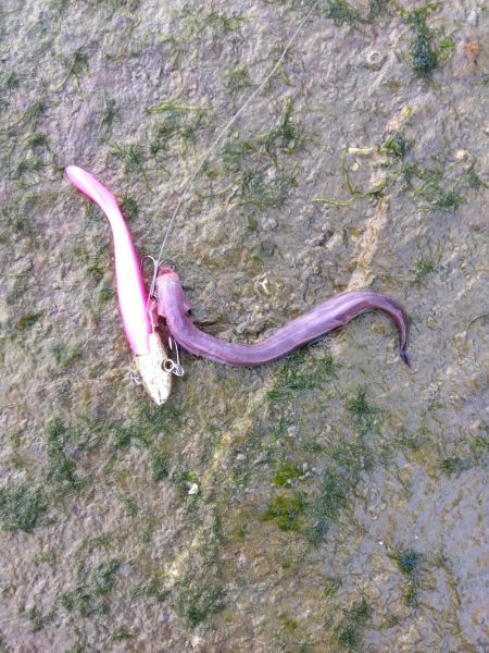 珍魚…過去最大