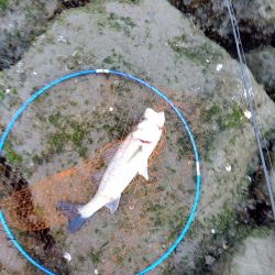 感無量…シーバスロッドで初シーバス